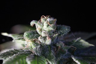 Cannabis plant 2