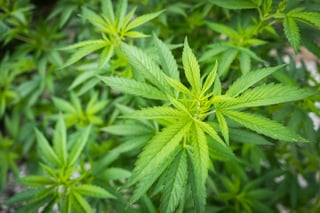 Cannabis plant-1